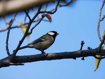 2023年10月19日(木) 平和の森公園、妙正寺川の野鳥観察記録