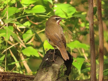 2023年10月19日(木) 長池公園の野鳥観察記録