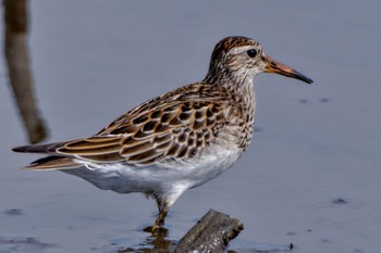 Pectoral Sandpiper Inashiki Sat, 10/14/2023