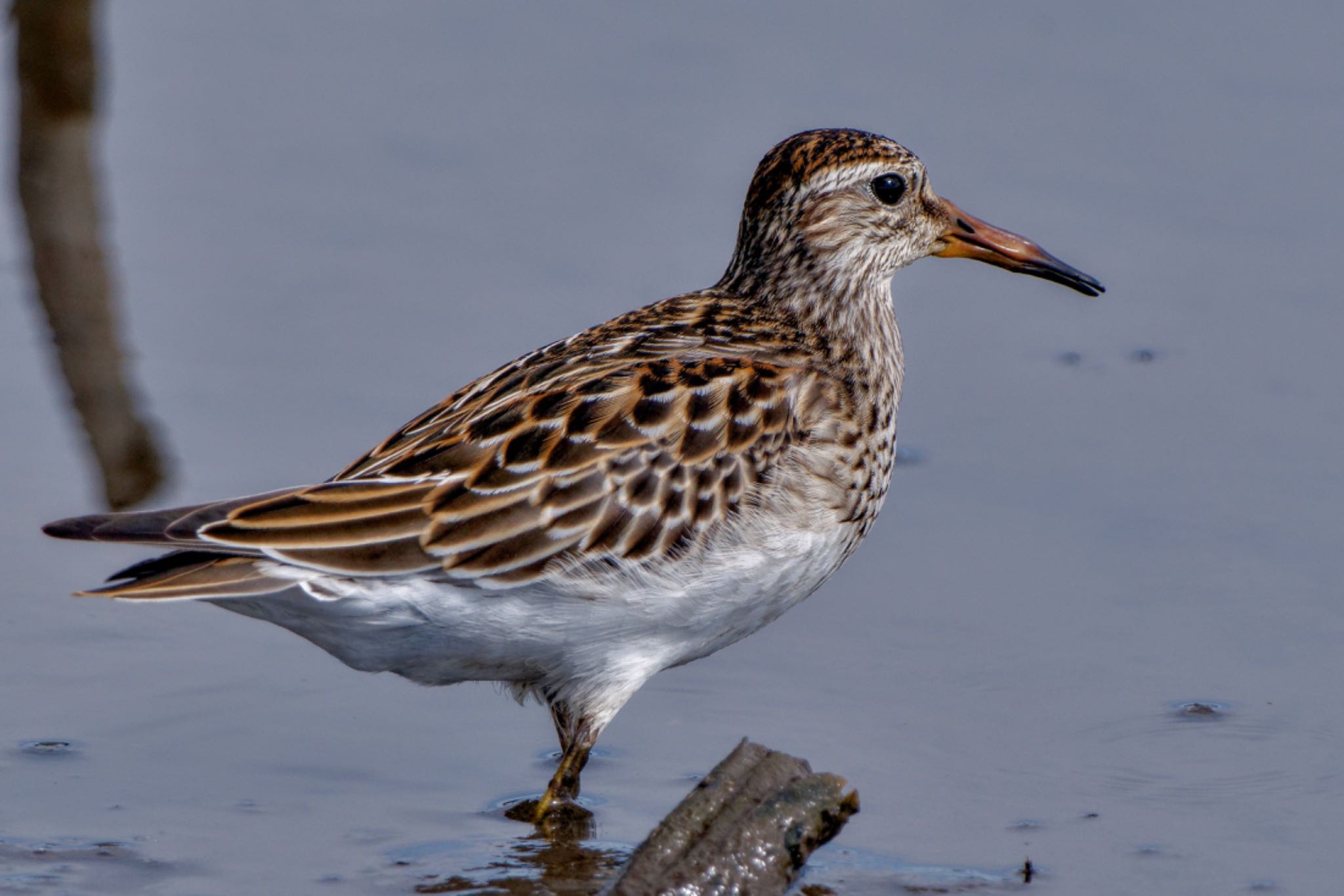 Pectoral Sandpiper