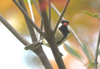 シジュウカラ 洗足池(大田区) 2023年10月18日(水)