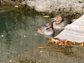 カイツブリ 井の頭公園 2023年10月19日(木)