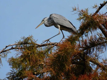 アオサギ 井の頭公園 2023年10月19日(木)