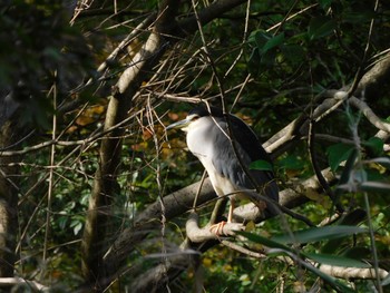 2023年10月19日(木) 井の頭公園の野鳥観察記録