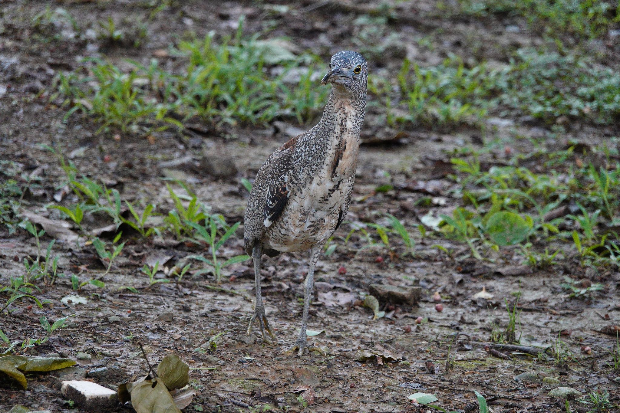 Malayan Night Heron