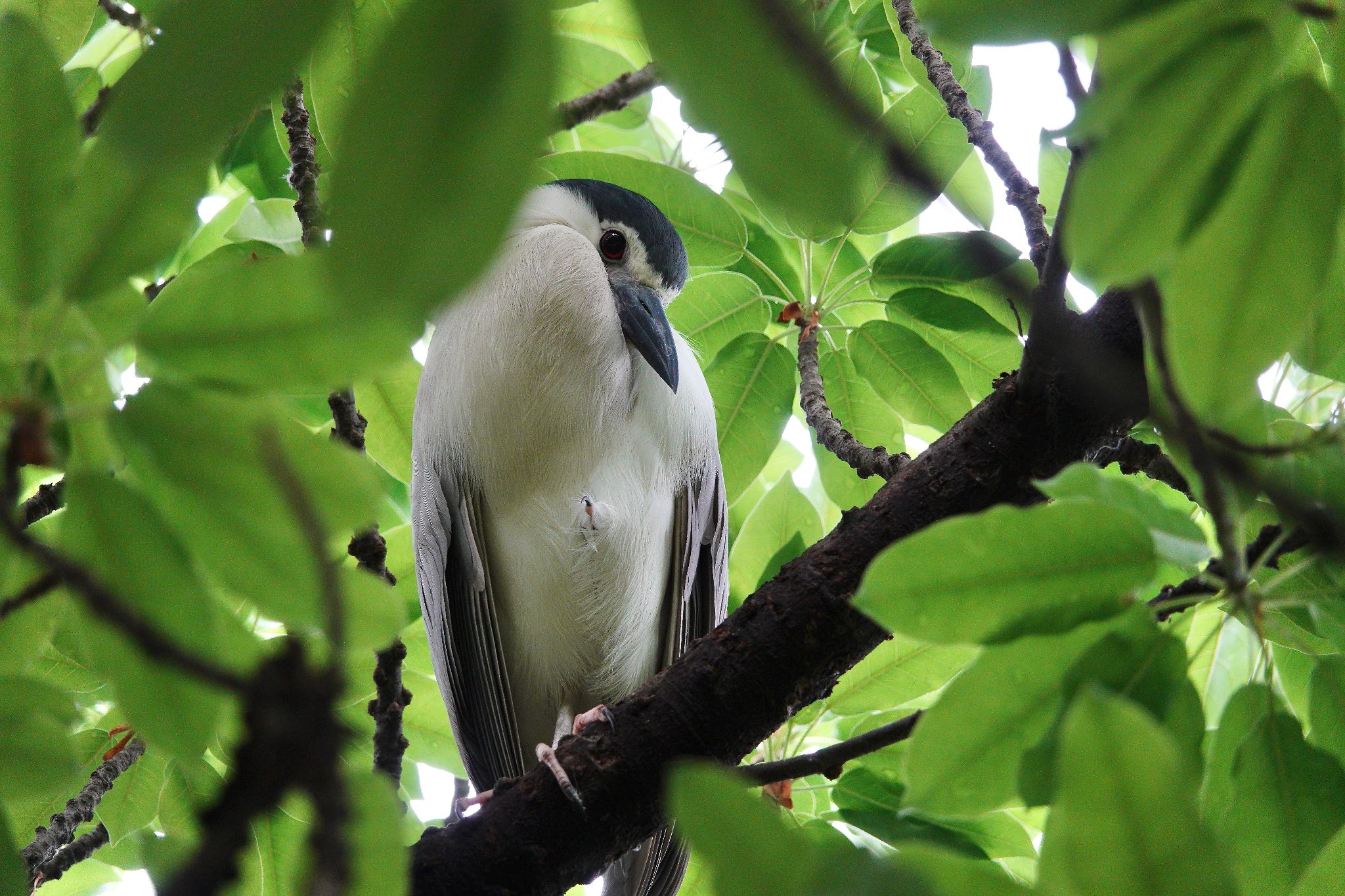 Black-crowned Night Heron