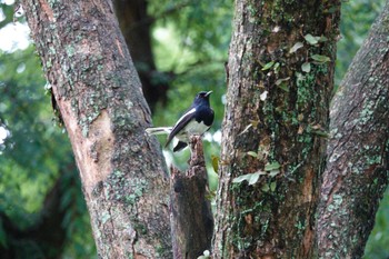 Oriental Magpie-Robin 大安森林公園 Fri, 5/19/2023