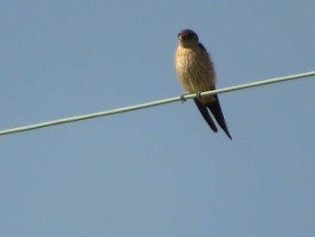 Red-rumped Swallow 三島江 Thu, 10/19/2023