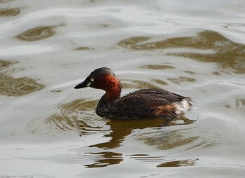 Little Grebe Teganuma Thu, 10/19/2023