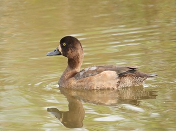 Tufted Duck Teganuma Thu, 10/19/2023