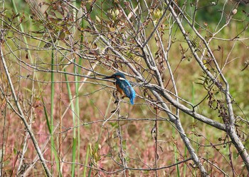 Common Kingfisher 手賀沼自然遊歩道 Thu, 10/19/2023