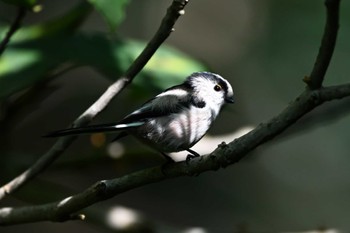 2023年10月19日(木) 北本自然観察公園の野鳥観察記録