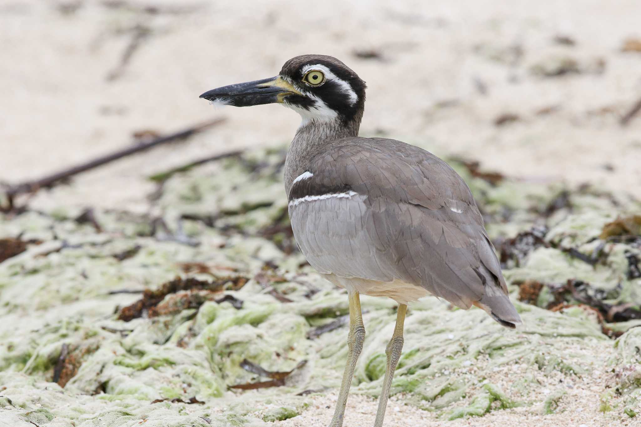 Photo of Beach Stone-curlew at Green Island(Cairns) by Trio