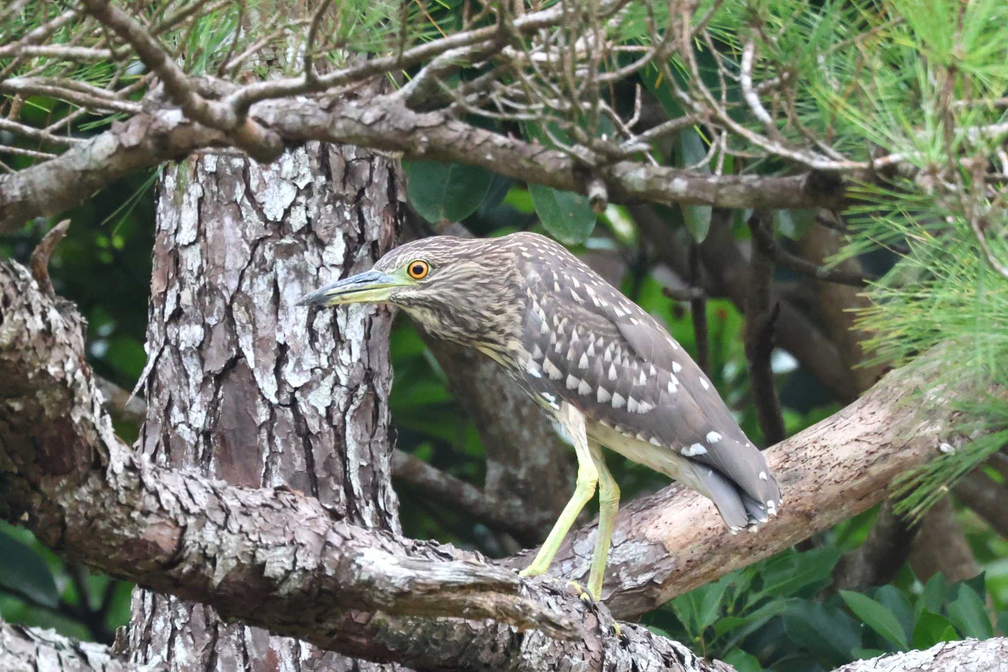 Black-crowned Night Heron