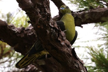 2023年10月15日(日) 沖縄県宮古島市の野鳥観察記録