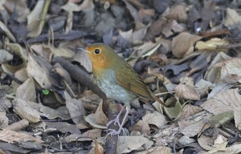 2023年10月19日(木) 鶴舞公園(名古屋)の野鳥観察記録