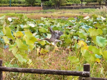 Black-crowned Night Heron 波志江沼 Sun, 10/8/2023