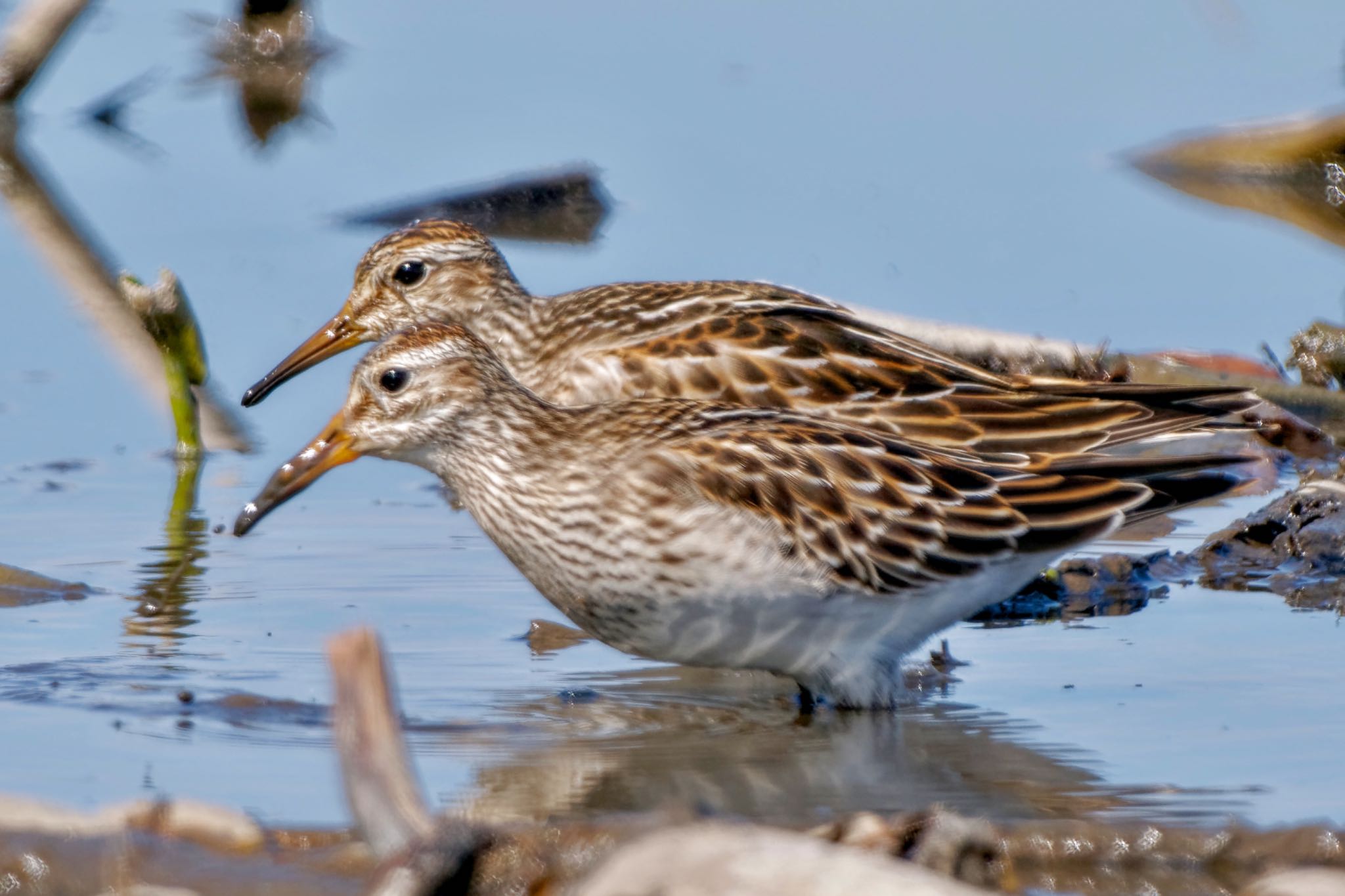 アメリカウズラシギ