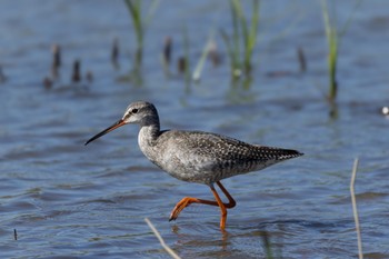 Spotted Redshank Unknown Spots Thu, 10/19/2023