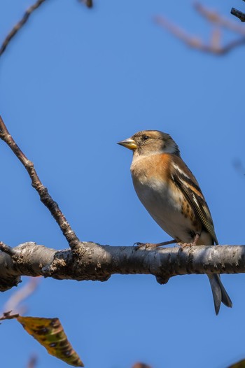 Brambling Unknown Spots Wed, 10/18/2023