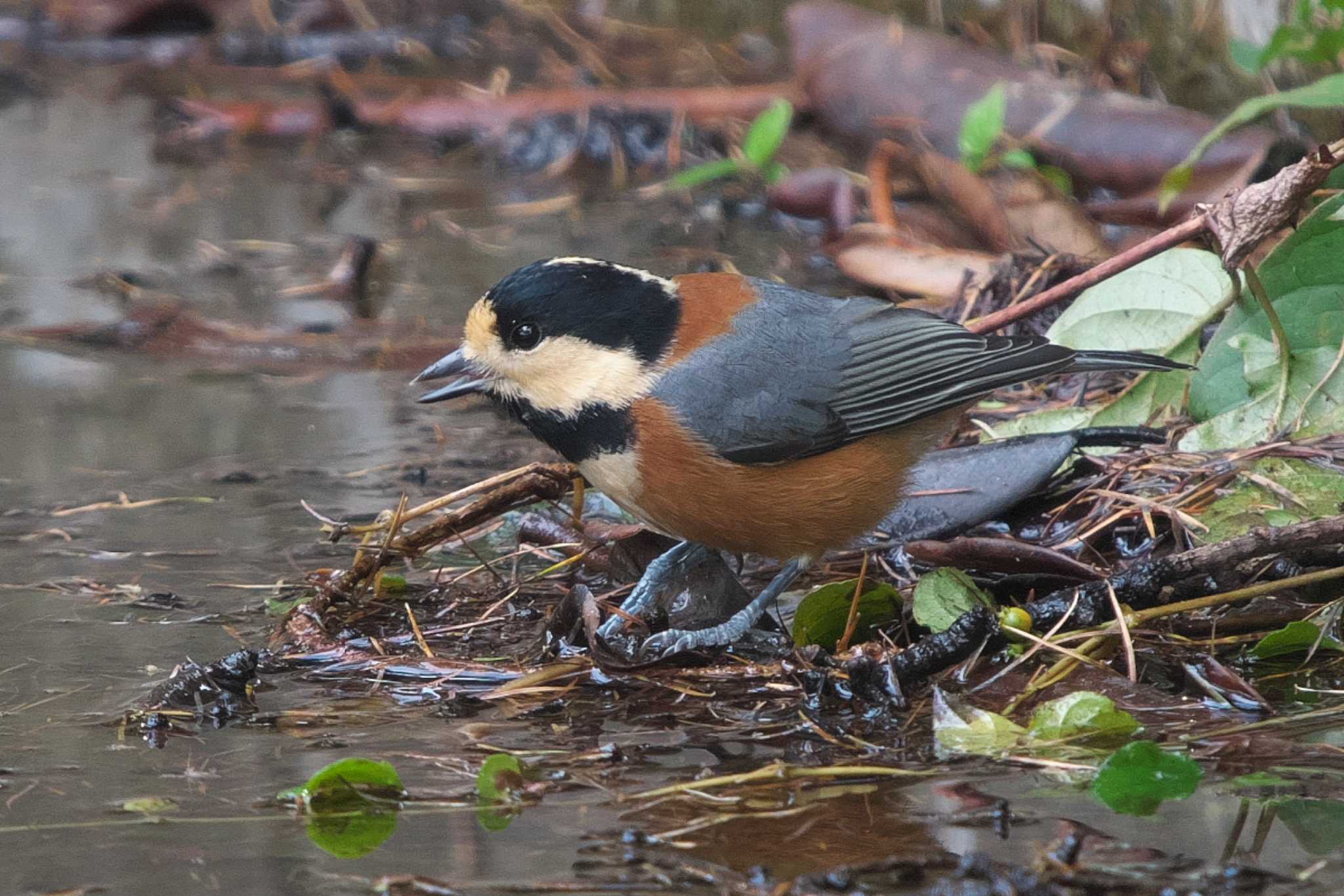 Photo of Varied Tit at 創造の森(山梨県) by Y. Watanabe