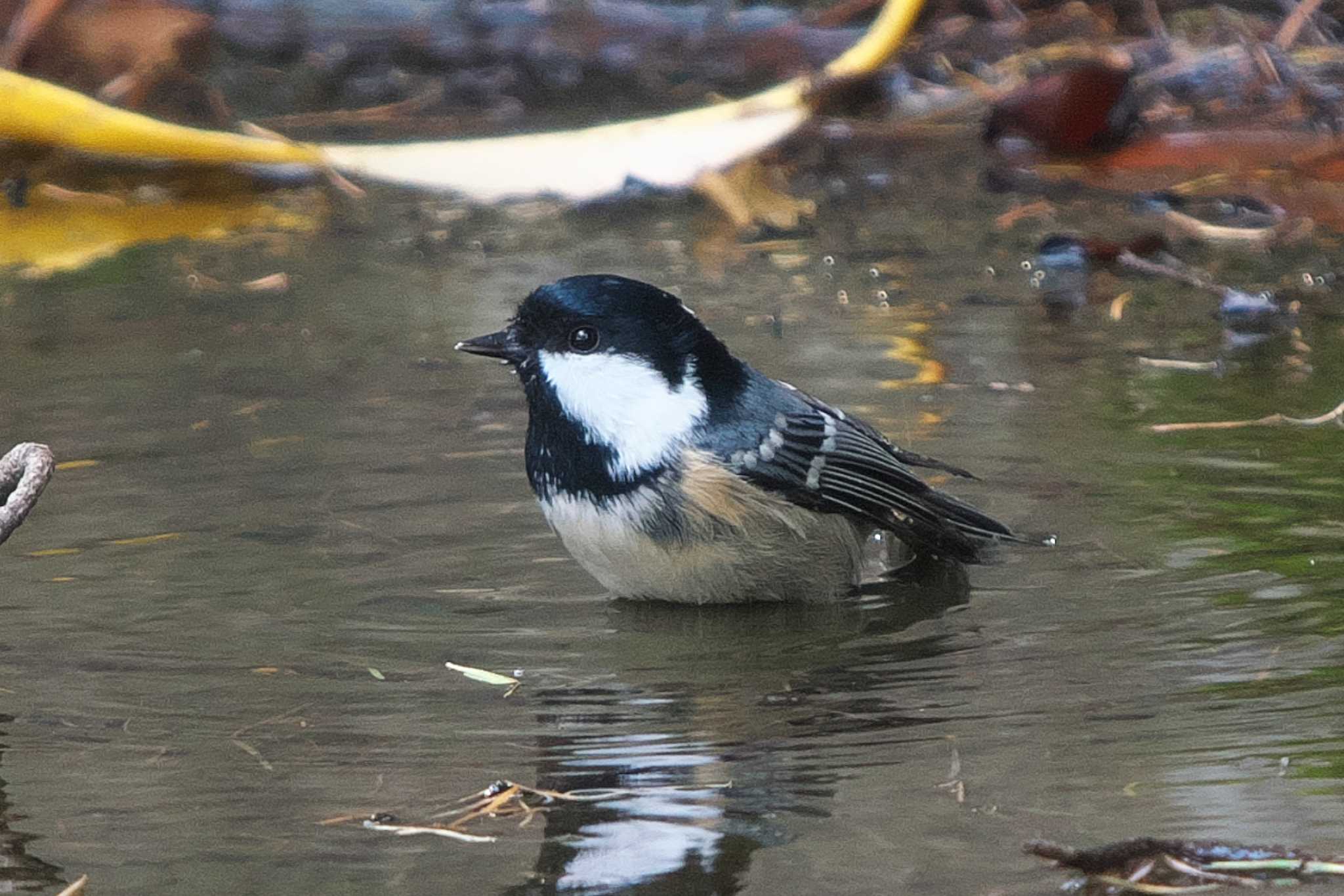 Photo of Coal Tit at 創造の森(山梨県) by Y. Watanabe