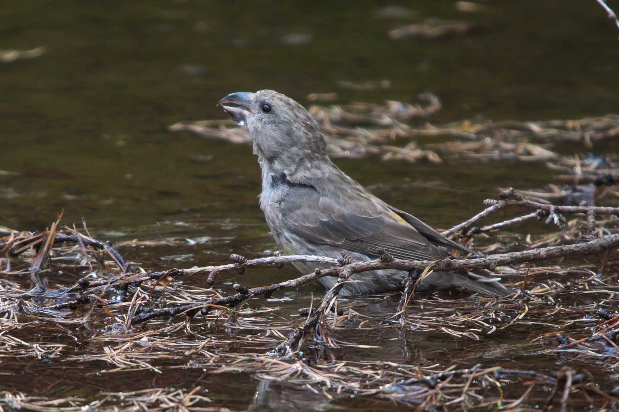 Photo of Red Crossbill at 創造の森(山梨県) by Y. Watanabe