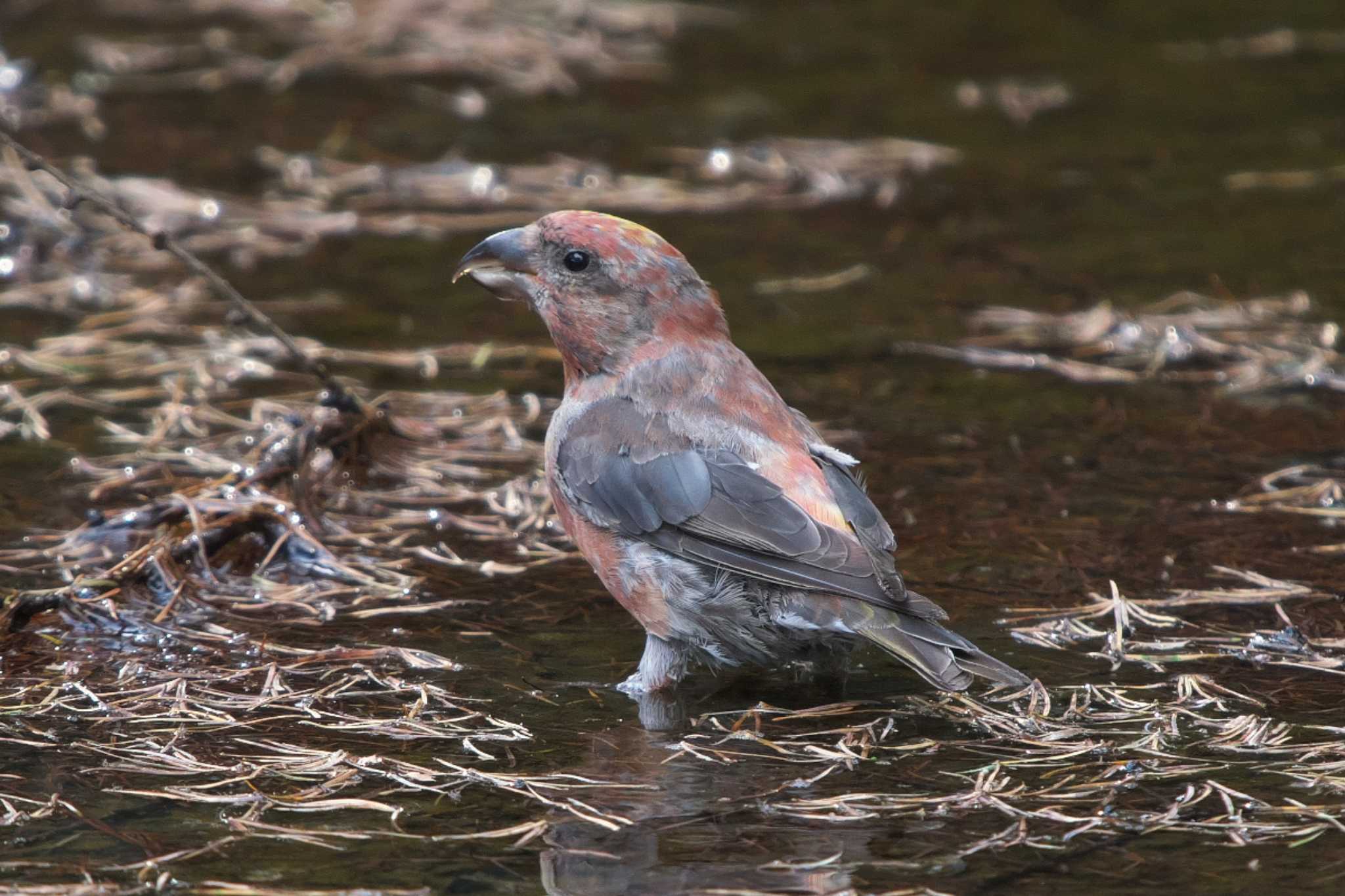 Red Crossbill