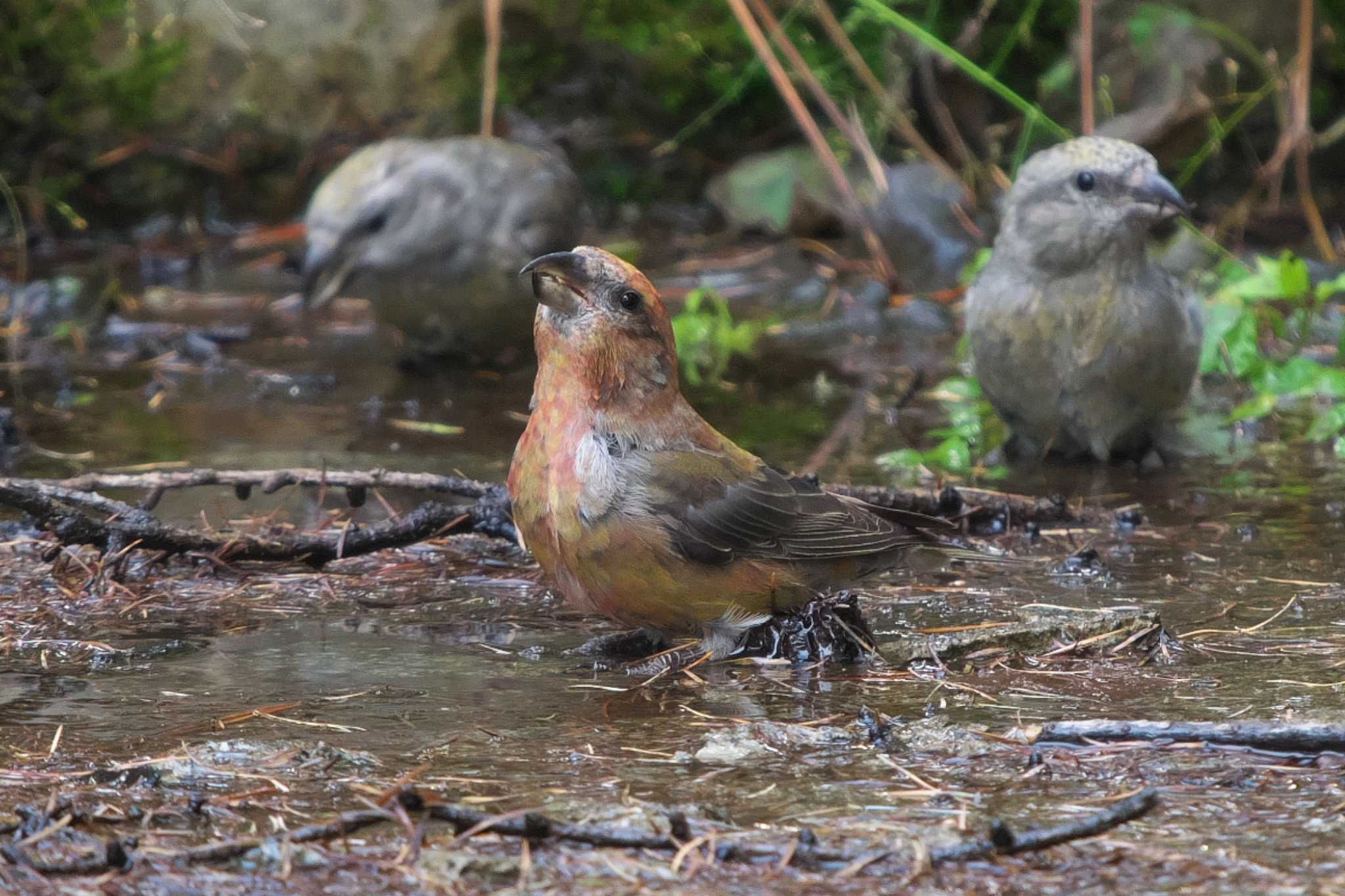 Photo of Red Crossbill at 創造の森(山梨県) by Y. Watanabe