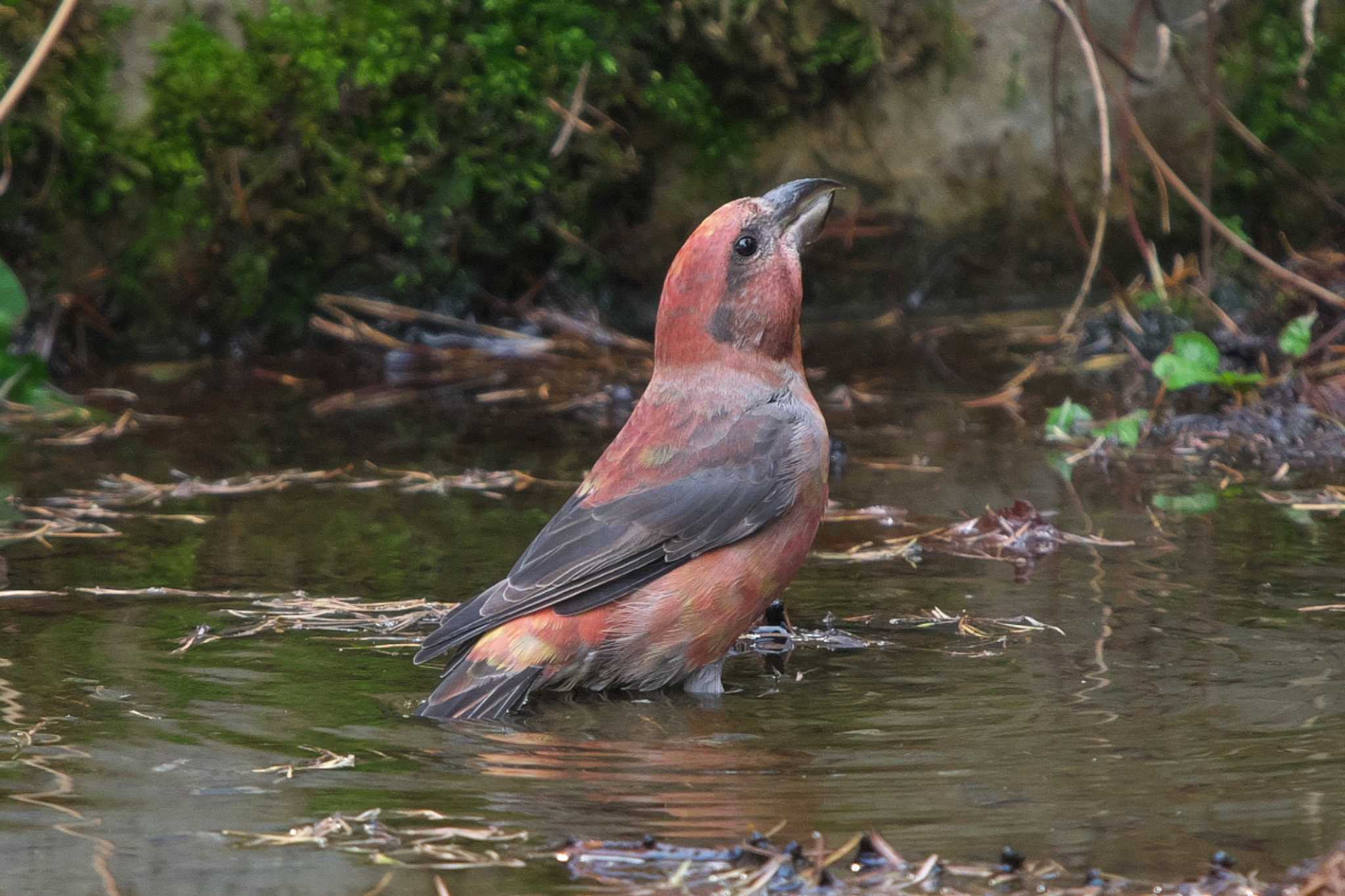 Photo of Red Crossbill at 創造の森(山梨県) by Y. Watanabe