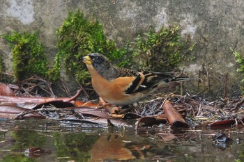 2023年10月19日(木) 創造の森(山梨県)の野鳥観察記録