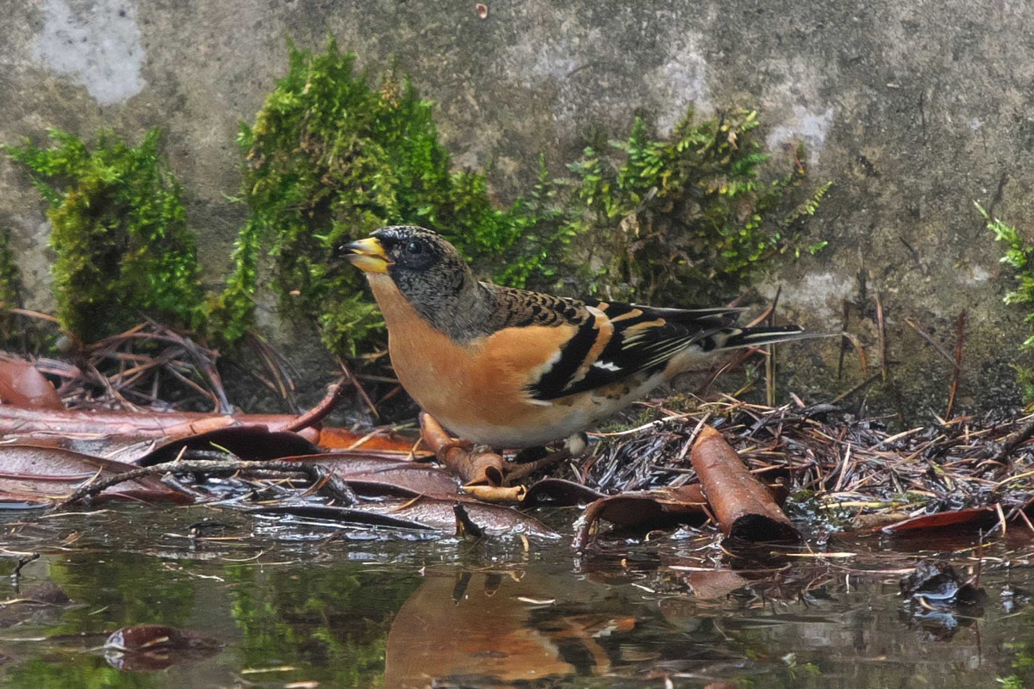 Brambling