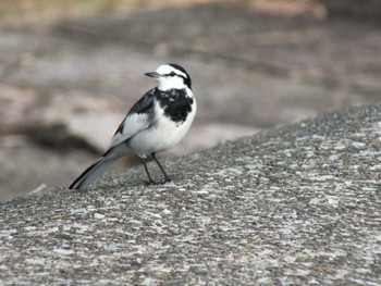 White Wagtail Musashino Park Thu, 10/19/2023