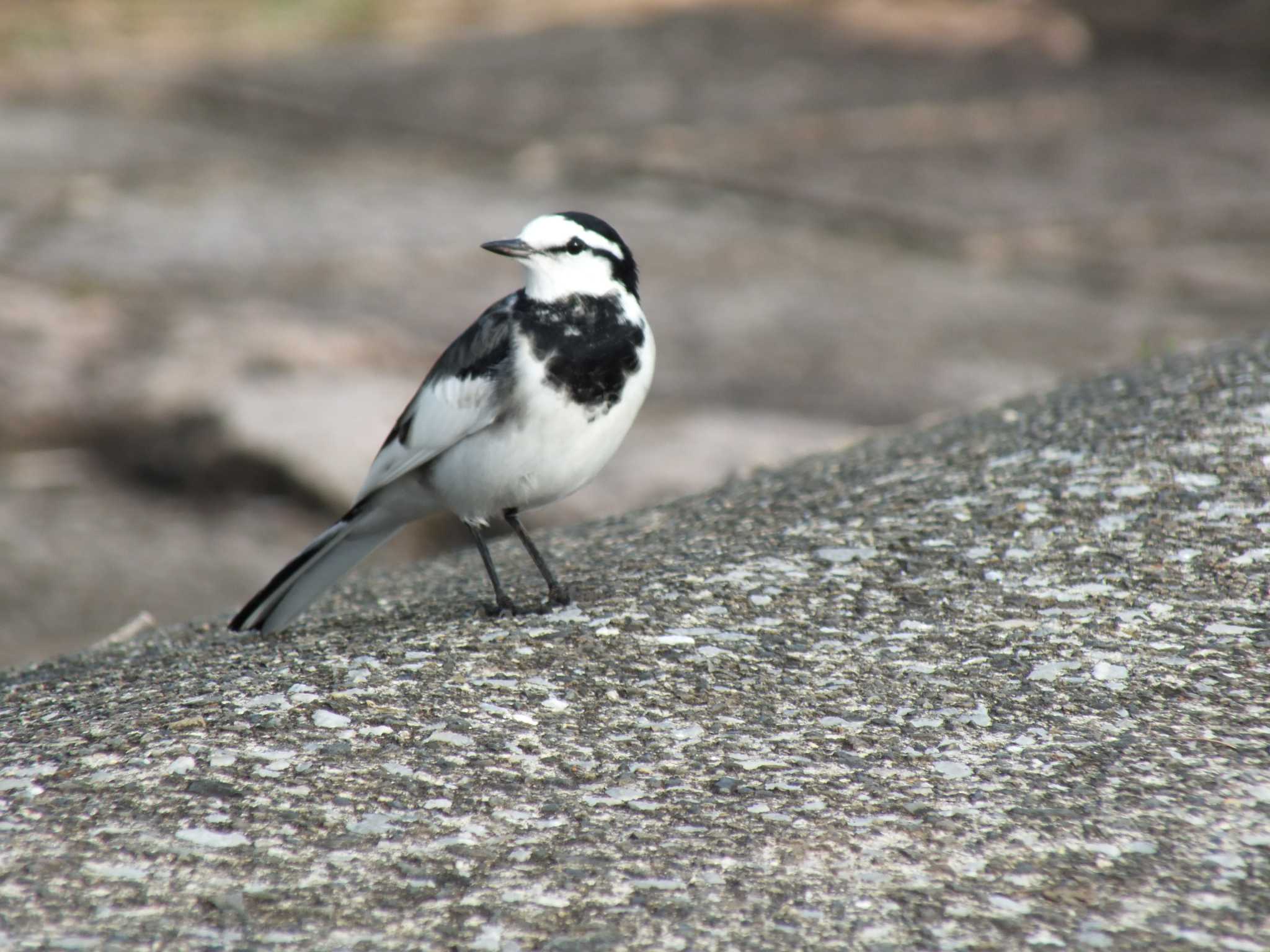 Photo of White Wagtail at Musashino Park by たむやま