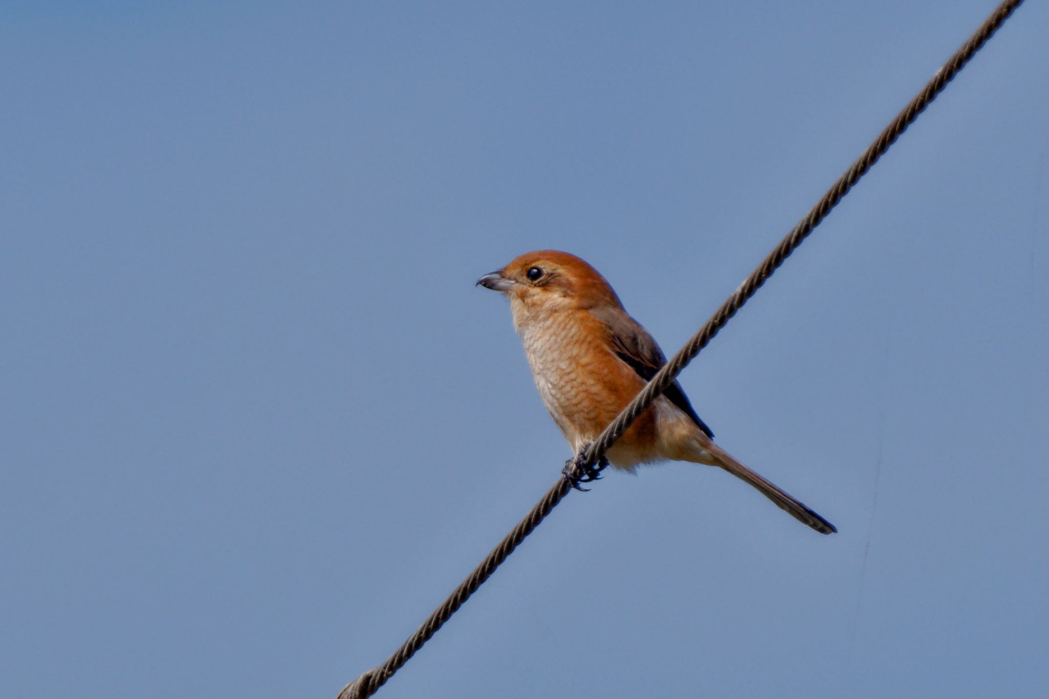 Bull-headed Shrike