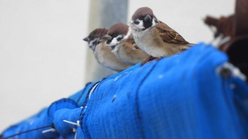 2023年10月17日(火) 蕪島(青森県)の野鳥観察記録