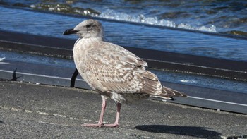 セグロカモメ 蕪島(青森県) 2023年10月17日(火)