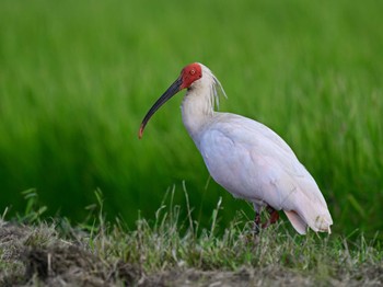 Crested Ibis 佐渡島 Fri, 10/13/2023