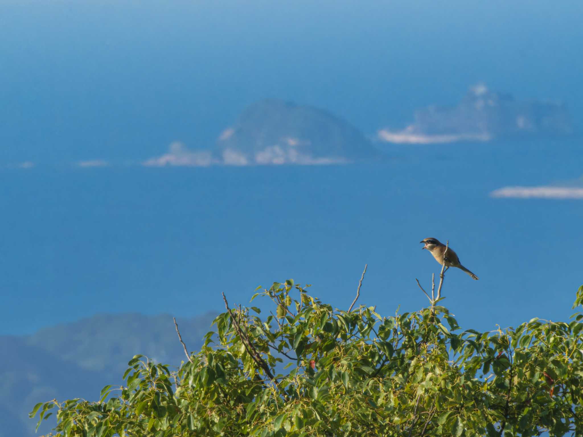 Photo of Bull-headed Shrike at 長崎県 by ここは長崎