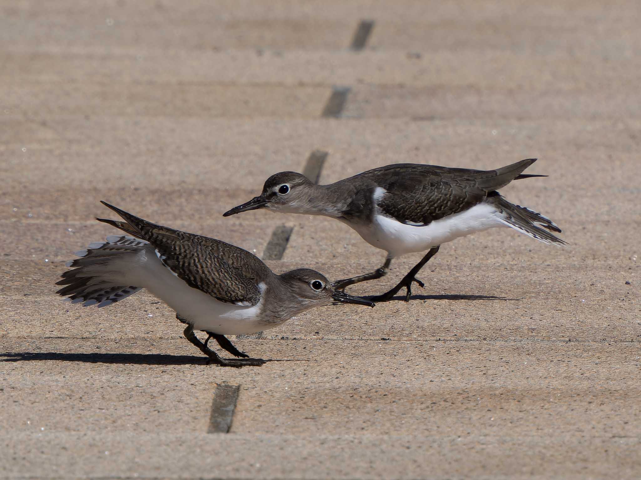 Common Sandpiper