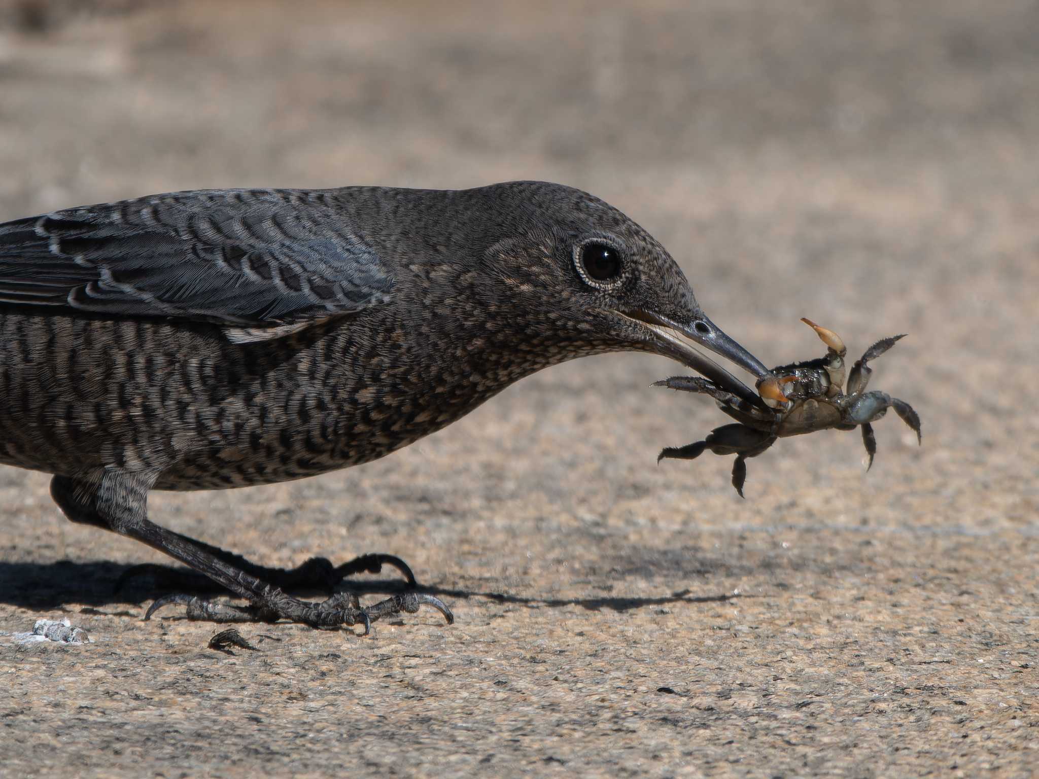 Blue Rock Thrush