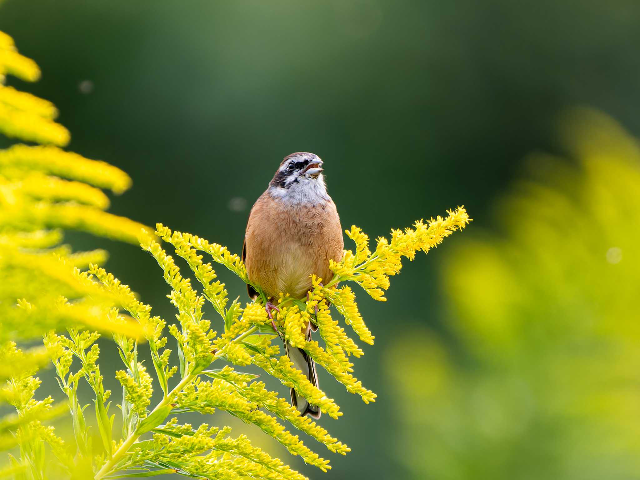 Meadow Bunting