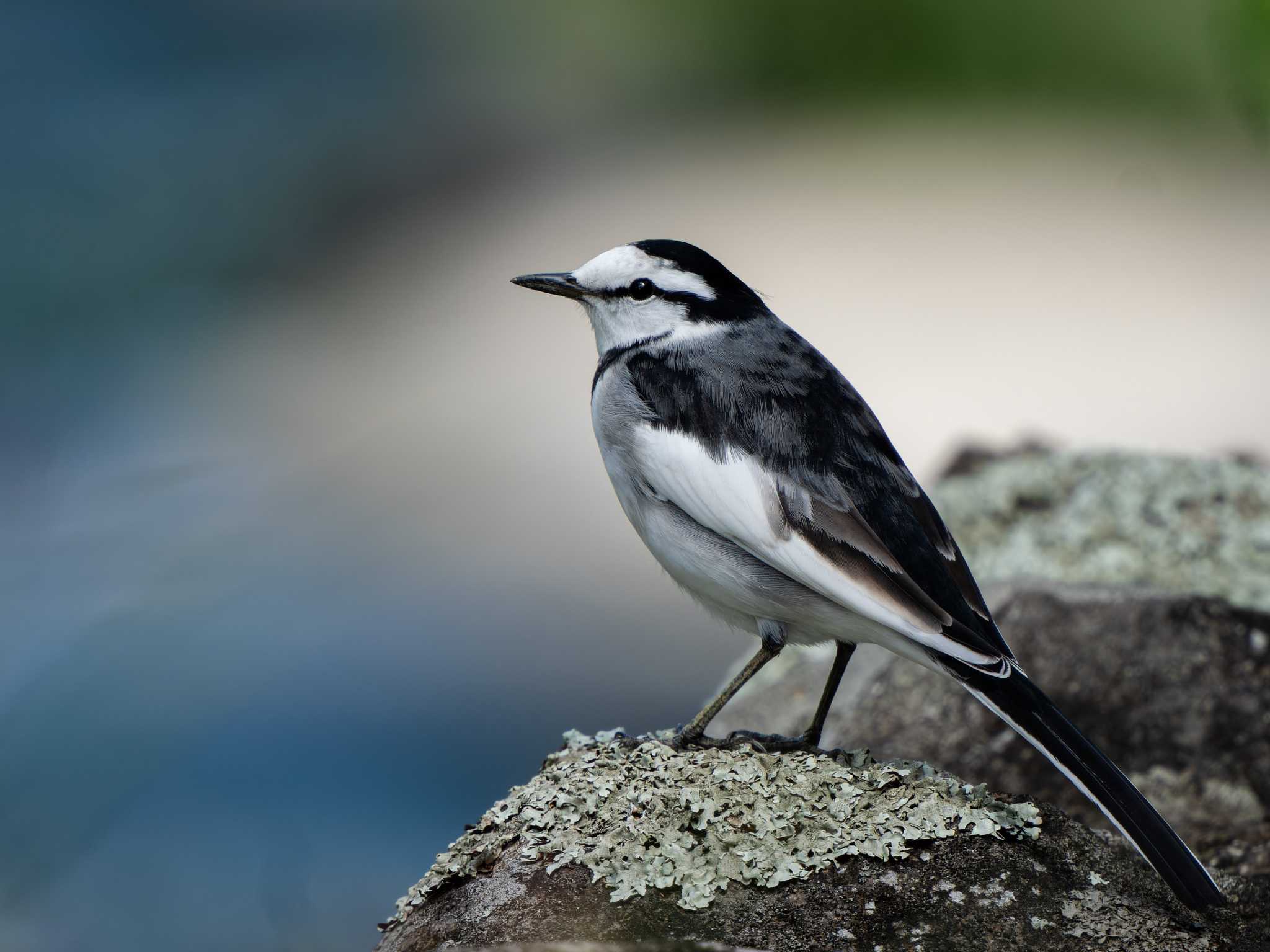 White Wagtail