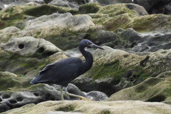 Pacific Reef Heron Terugasaki Beach Wed, 10/11/2023