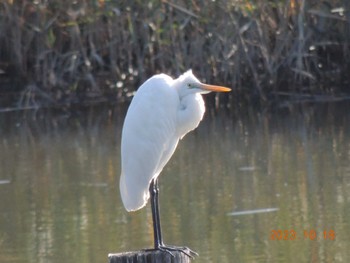 ダイサギ 葛西臨海公園 2023年10月18日(水)