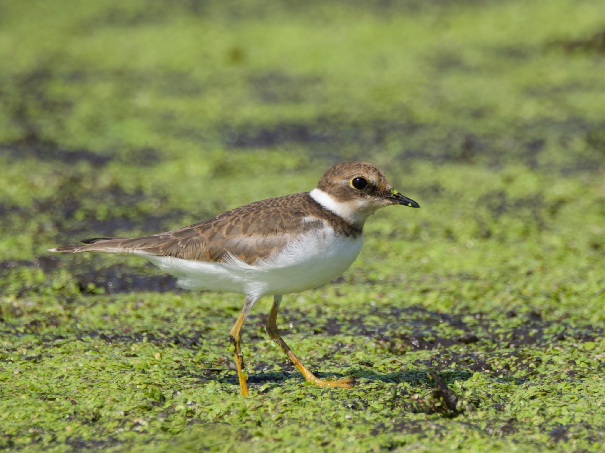 Photo of Long-billed Plover at Inashiki by スキーヤー