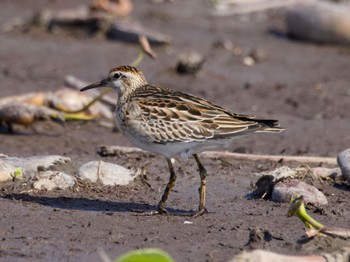 Sharp-tailed Sandpiper Inashiki Thu, 10/19/2023