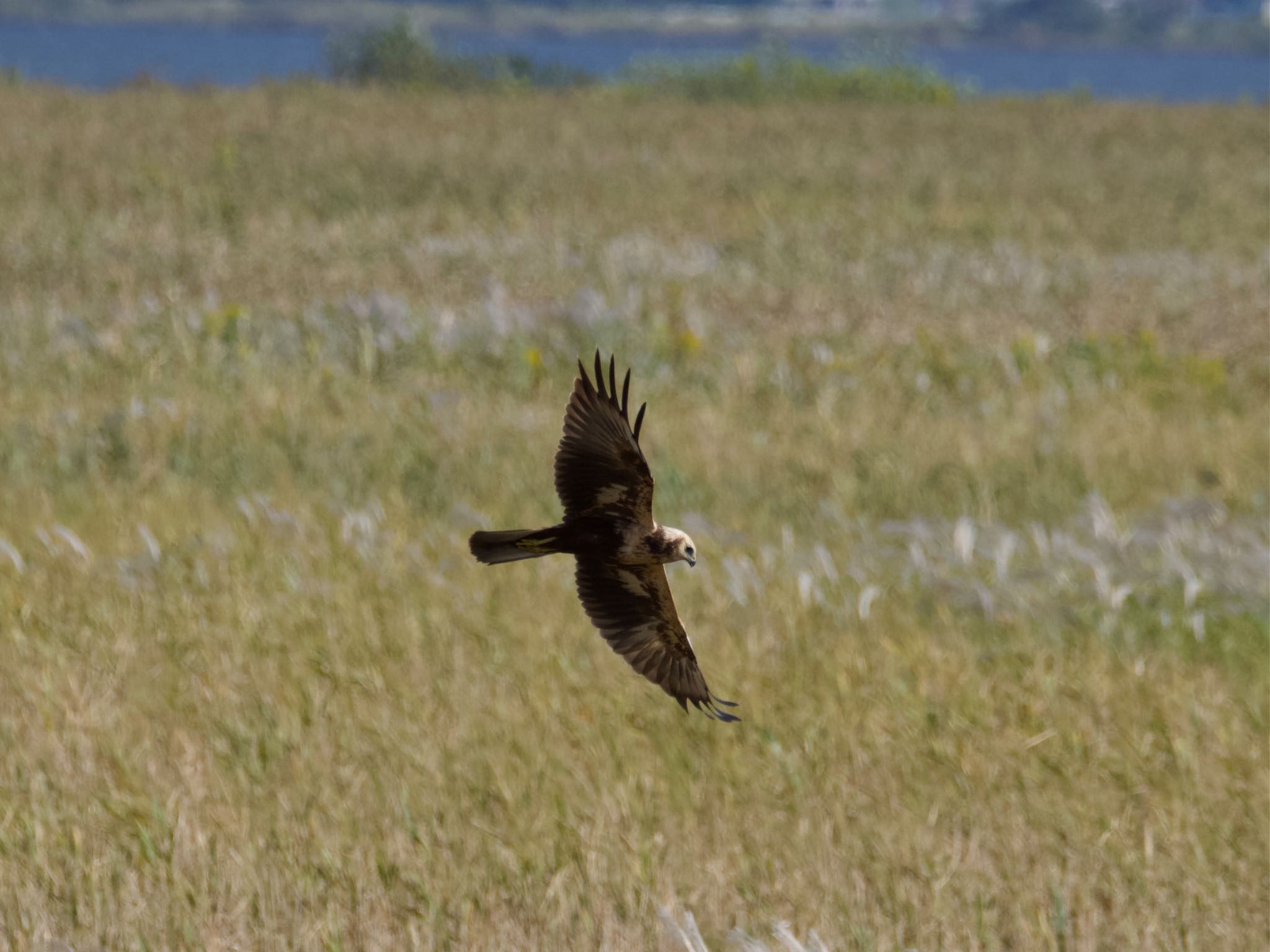 Eastern Marsh Harrier