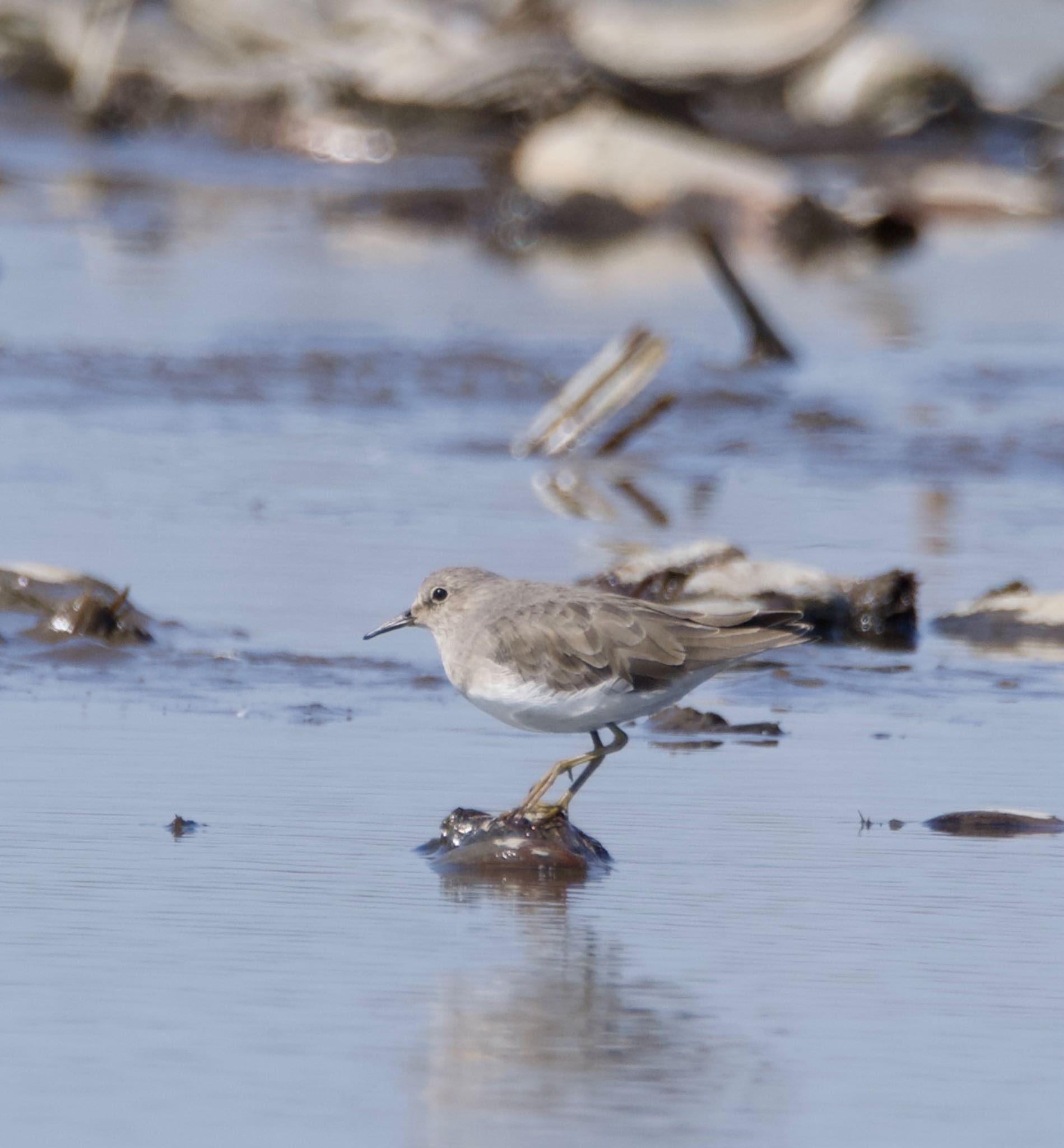 Temminck's Stint