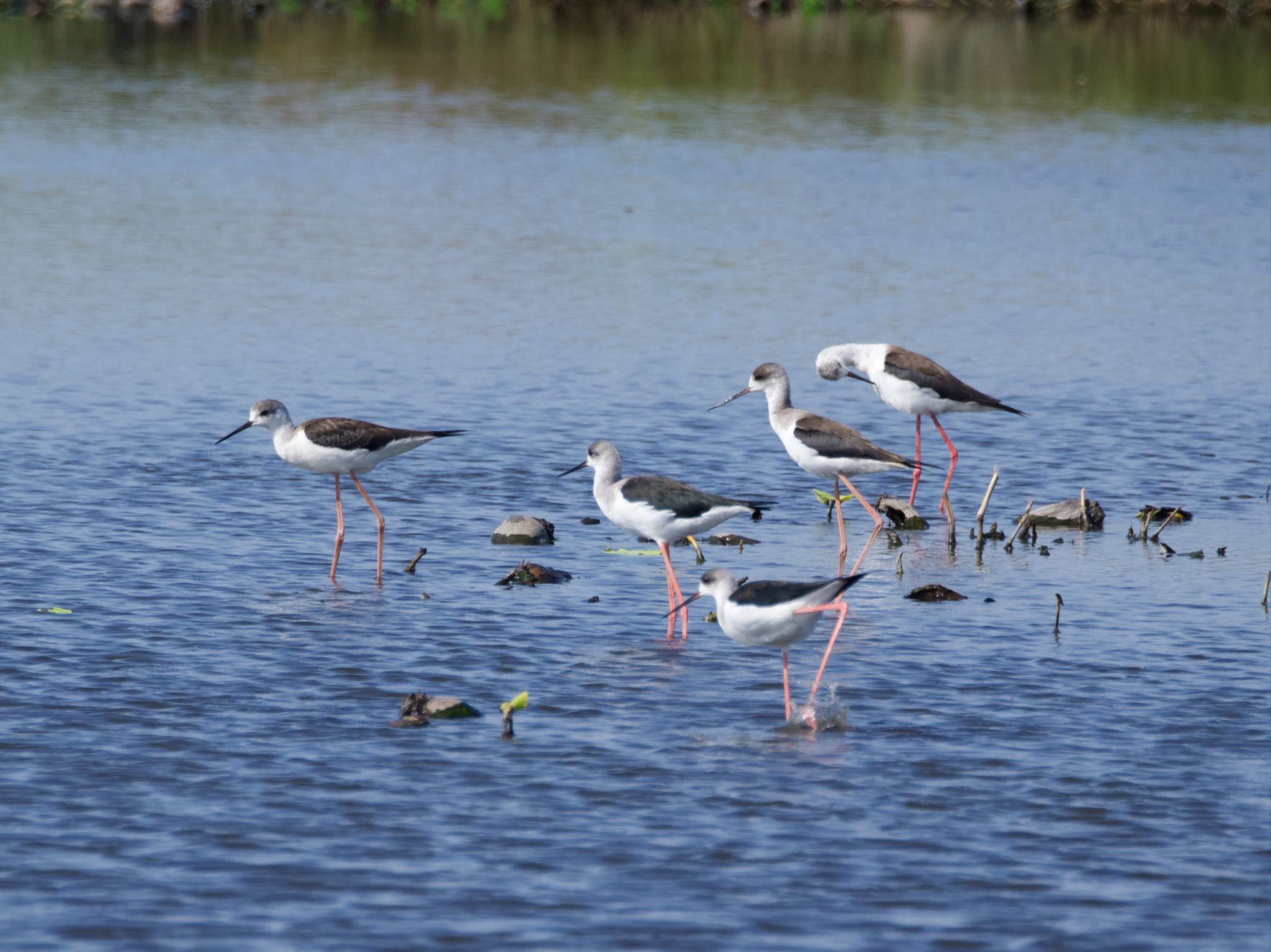 Black-winged Stilt